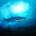 FED_4308